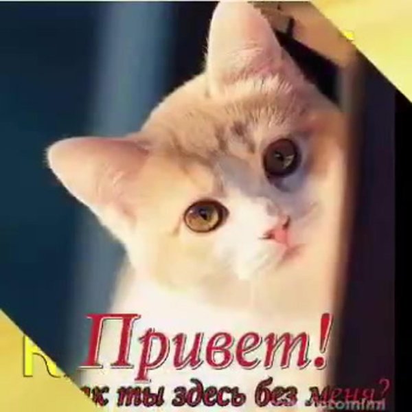 милая привет