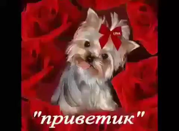 приветик красавица