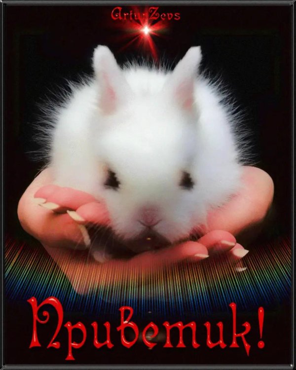 белый пушистый кролик