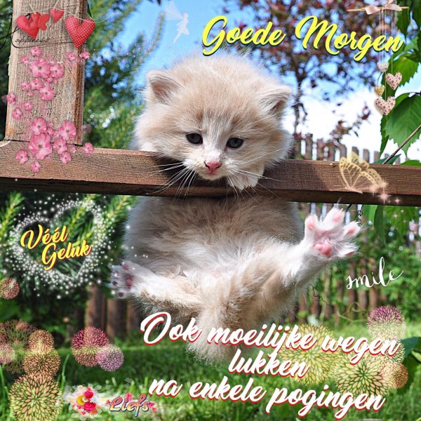 очаровательные котята