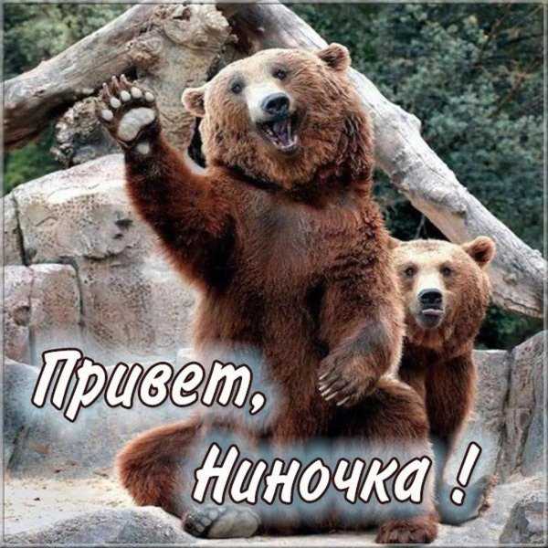 медведь машет лапой