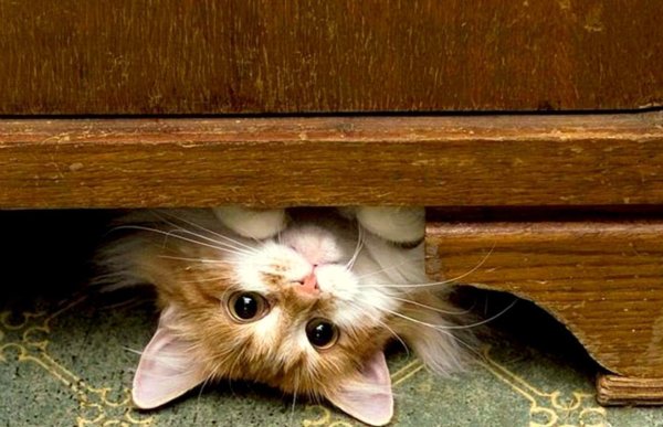 котенок выглядывает