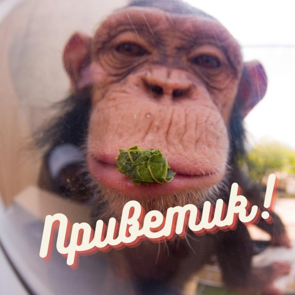 смешной привет