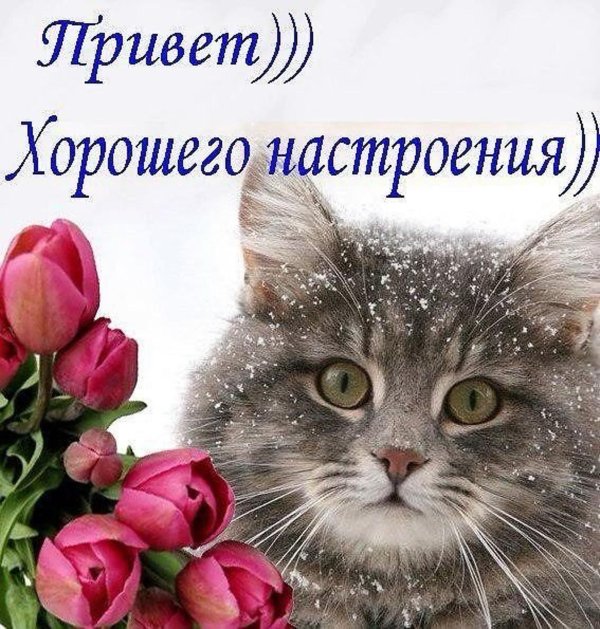 зимние коты