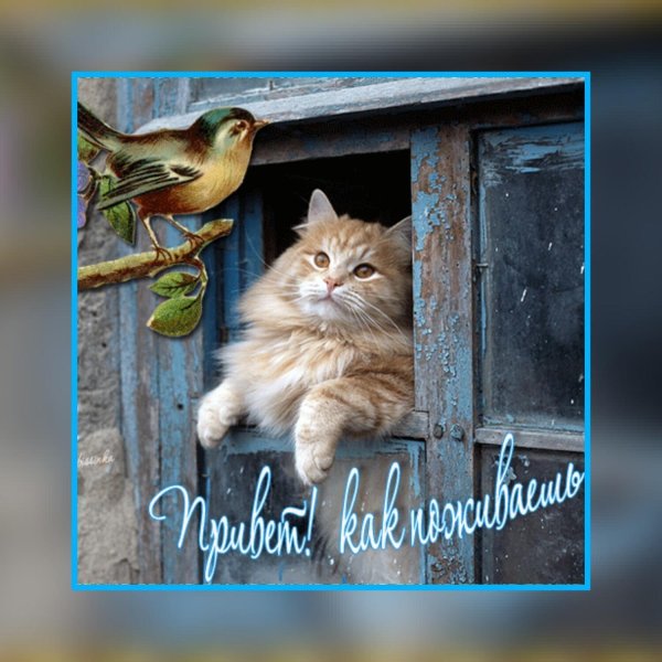 кошка в окошке