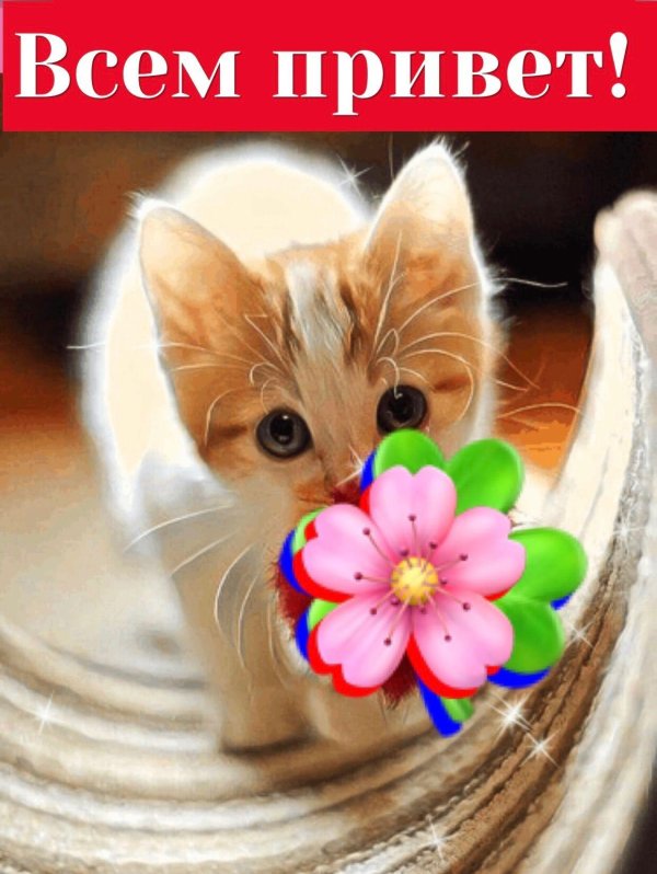 привет кошечка