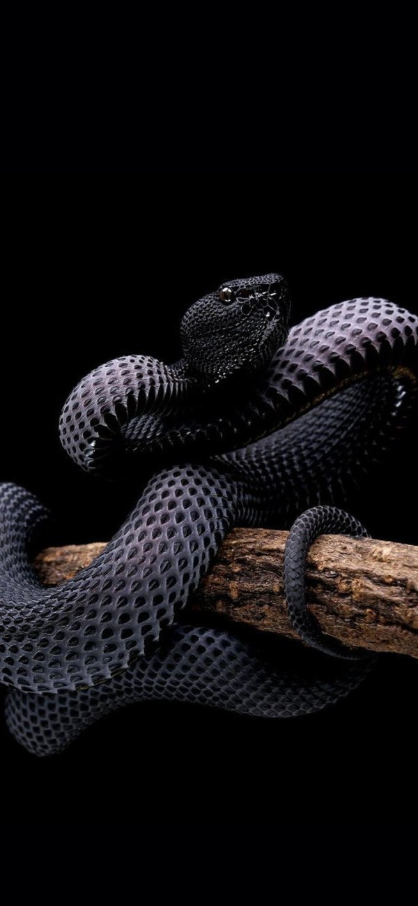 королевская гадюка черная