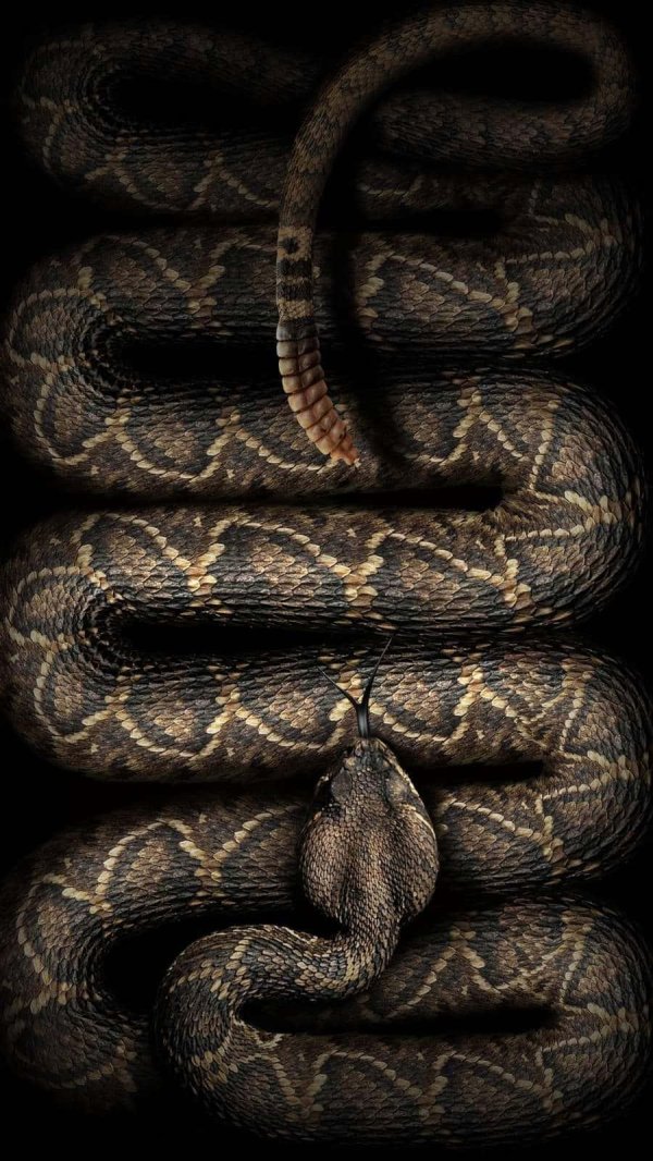 змеи красивые