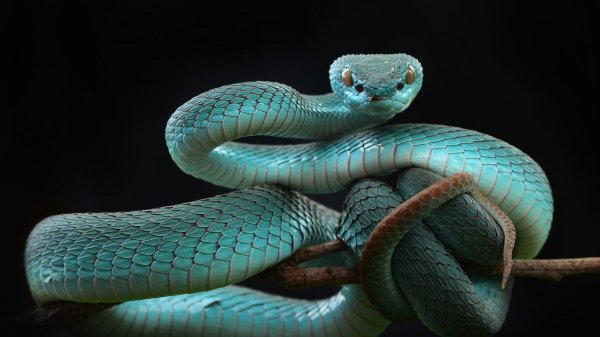 trimeresurus insularis blue