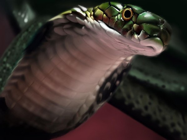 кобра с открытой пастью