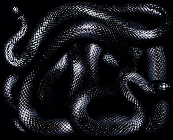 черный аспид змея