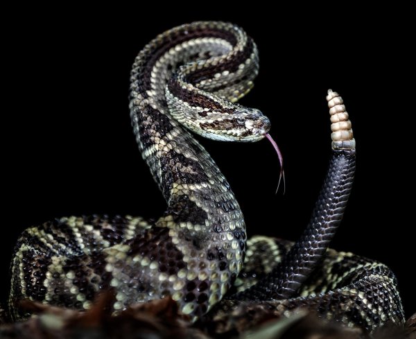 техасский гремучник