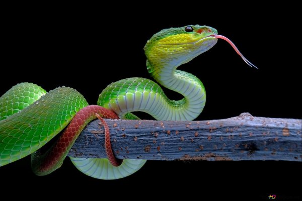 trimeresurus popeiorum