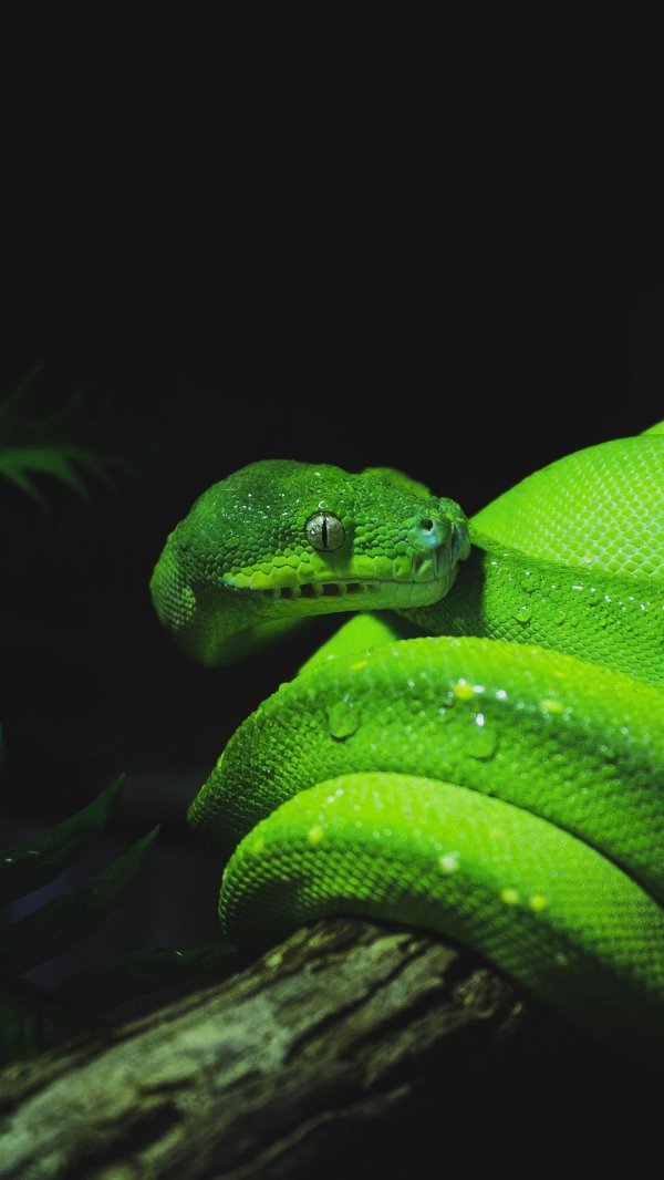 зеленый питон