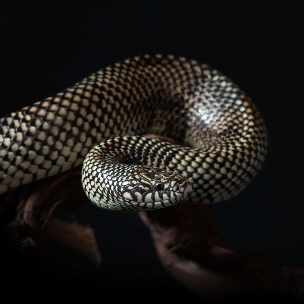 брукси королевская змея