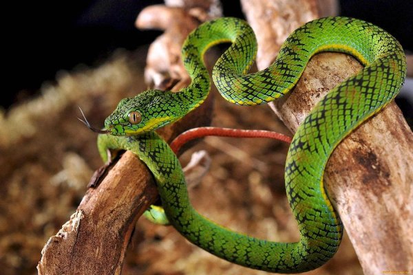 смарагдовый полоз