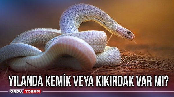 полоз леуцист