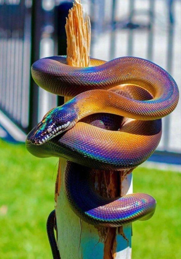 радужный белогубый питон