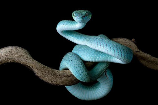 голубая гадюка