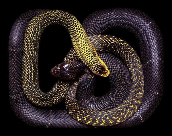 змеи гвидо мокафико