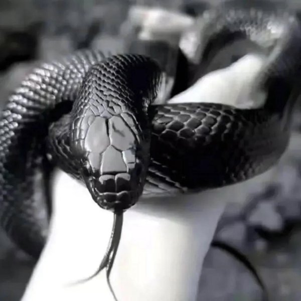 королевская кобра нагайна