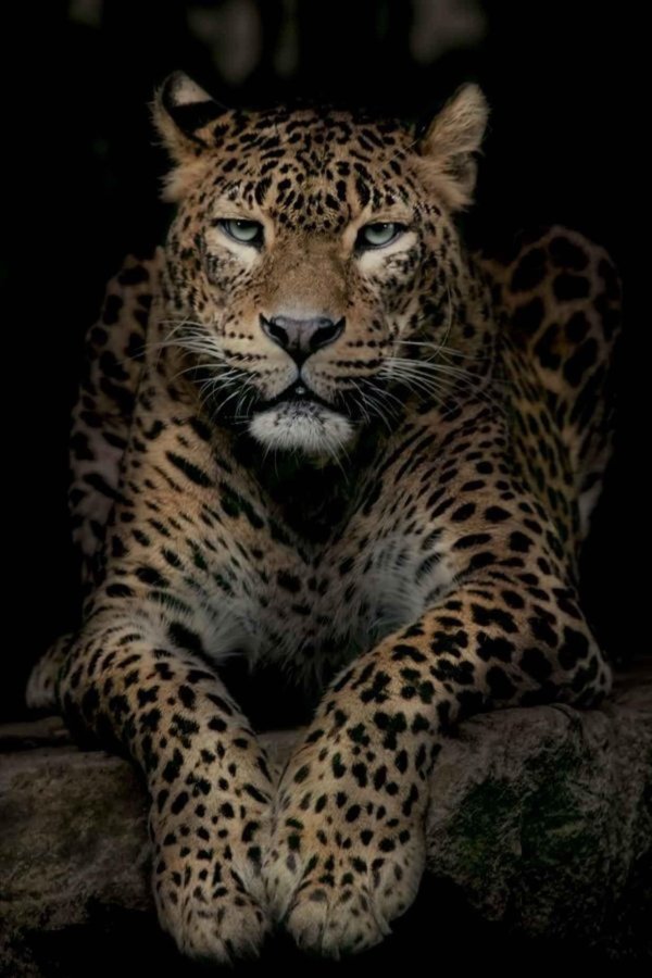 животное леопард