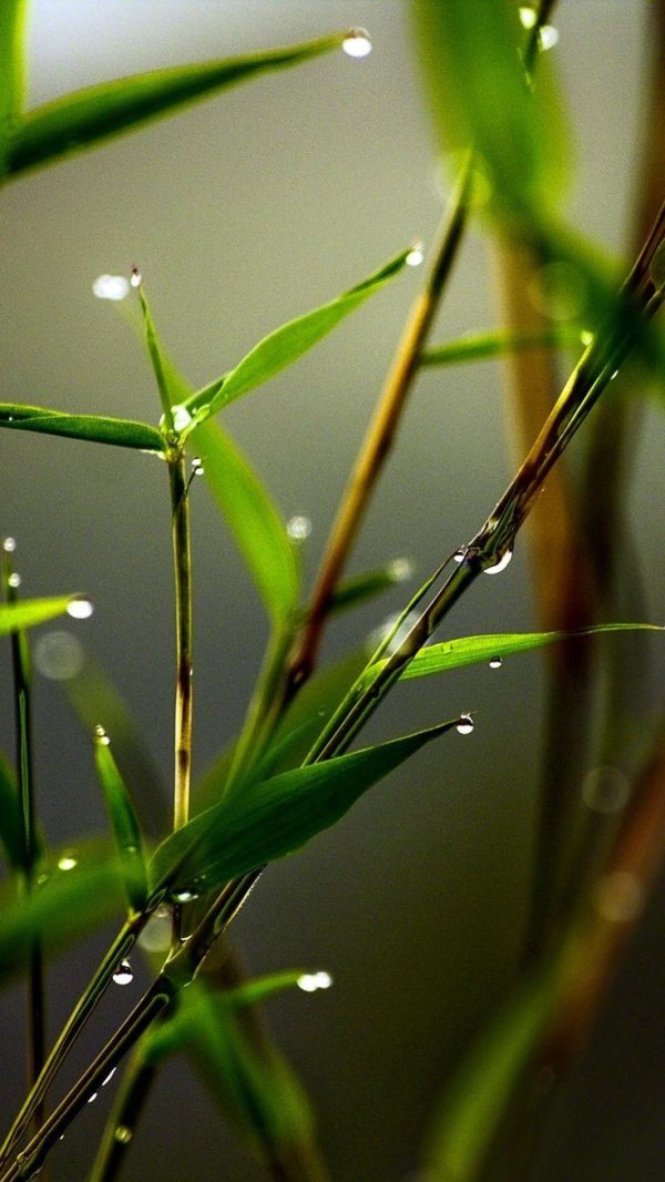 лист бамбука