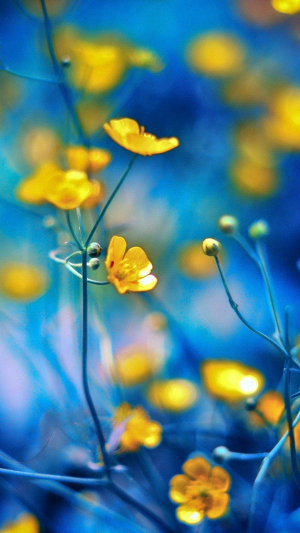 жëлтые цветы