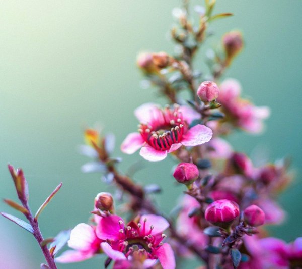 лептоспермум манука