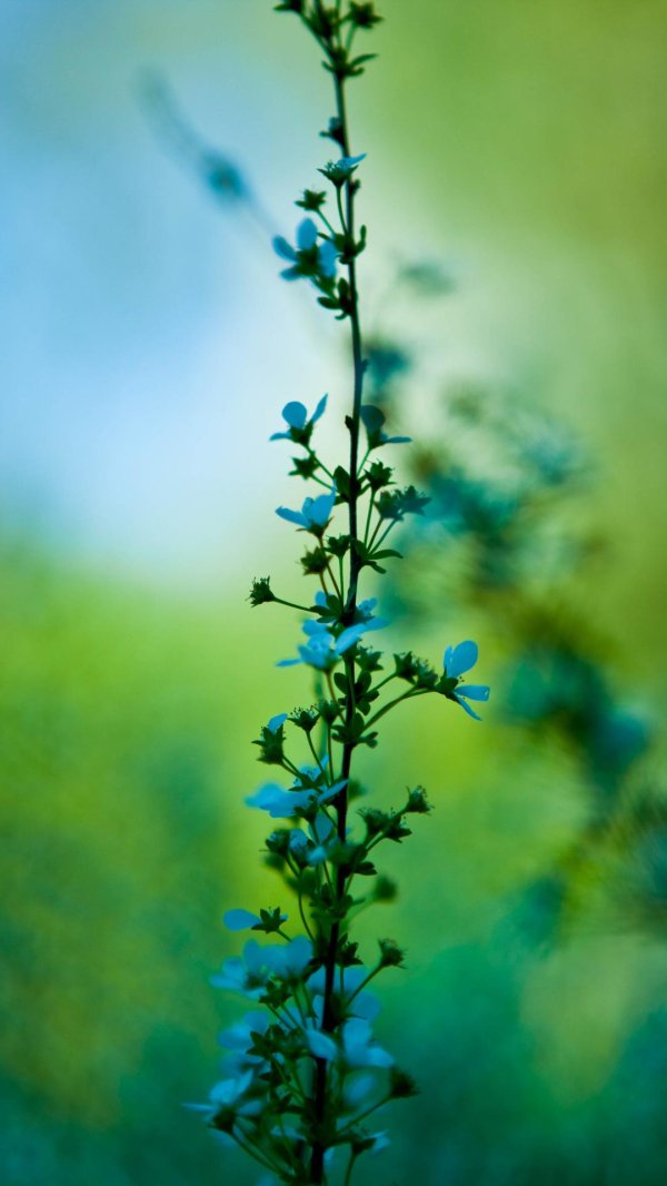 голубой цветок