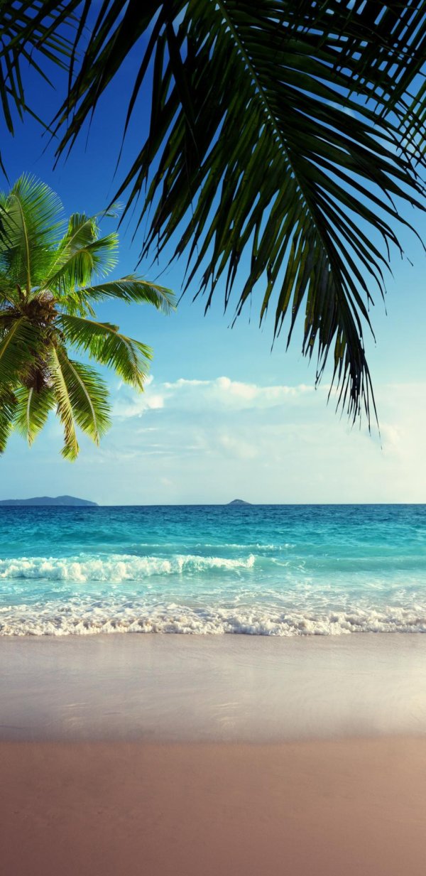 море и пальма