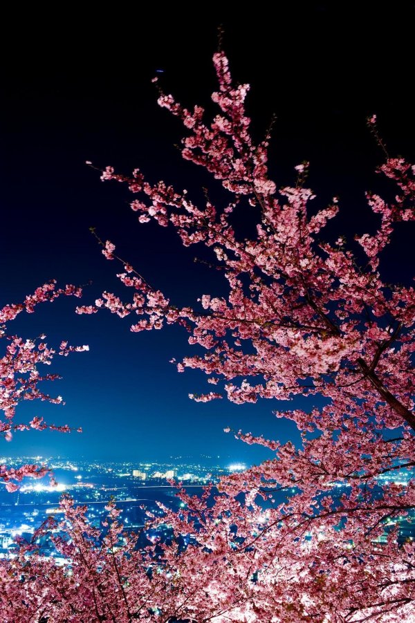 цветение сакуры