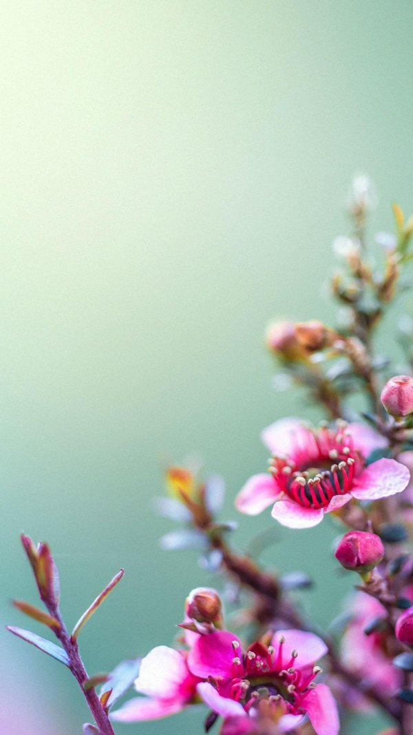 leptospermum scoparium