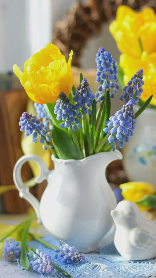 мышиный гиацинт мускари