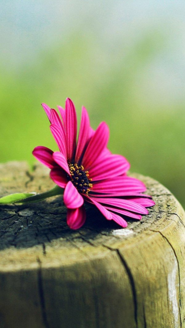 цветок красивый