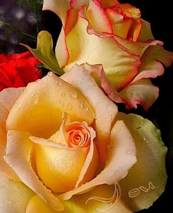 цветы красивая