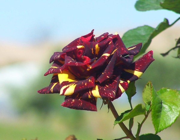 роза абракадабра