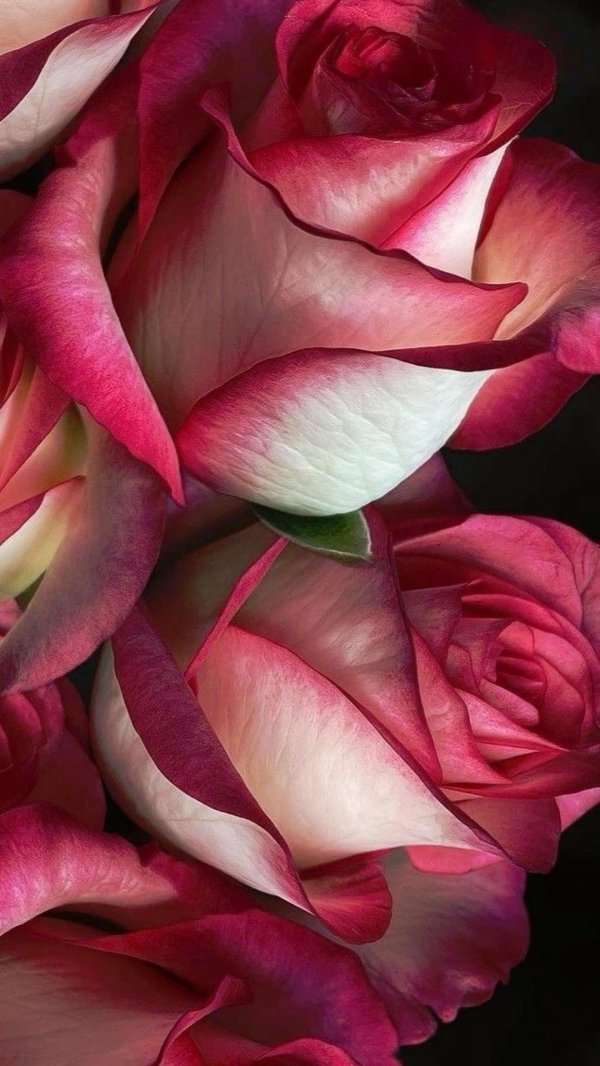 роза эквадор палома