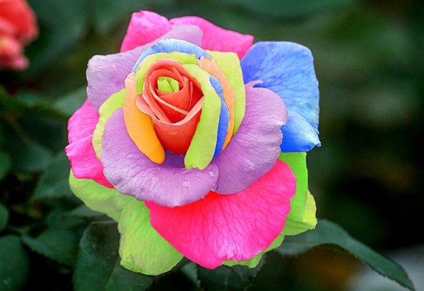 многоцветная роза