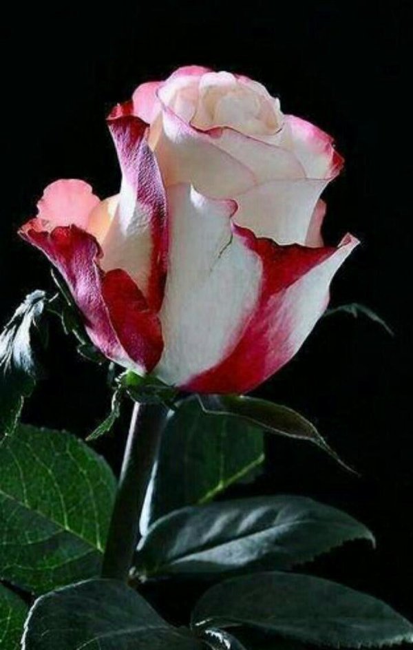 красно белая роза