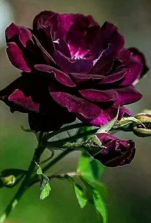 роза бургунди айс