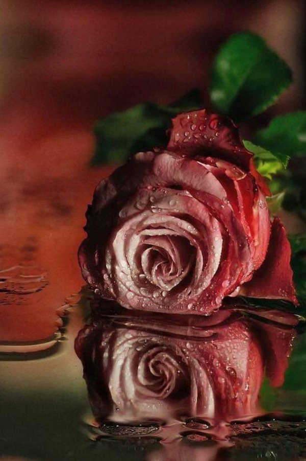 красивая розочка