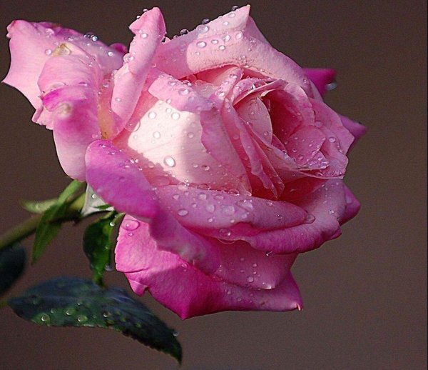 красивые розовые розы