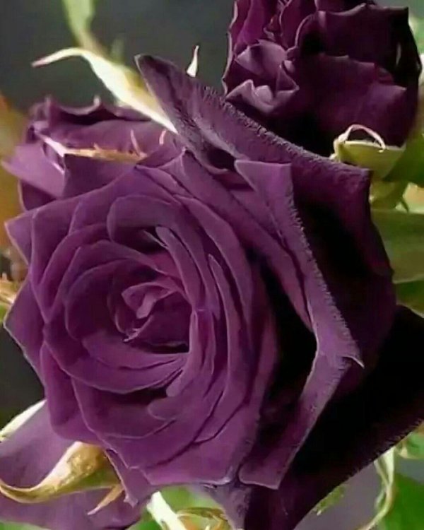 темно фиолетовые розы