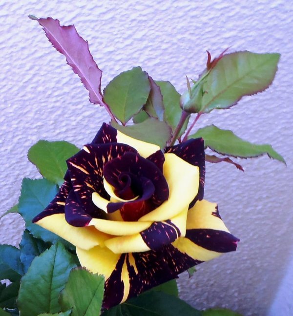 редкие розы