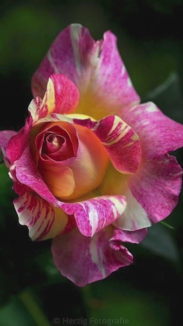 чайно гибридные розы хамелеоны