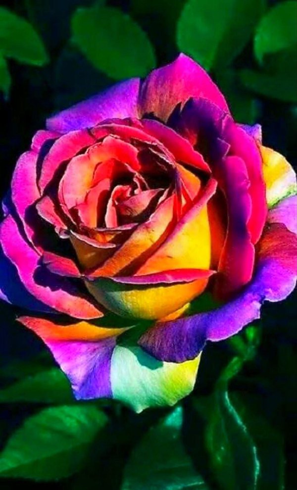 цветная роза