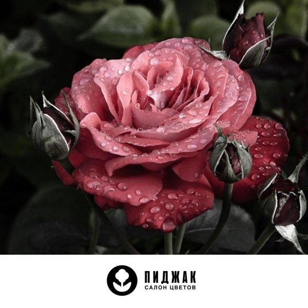 розы очень красивые