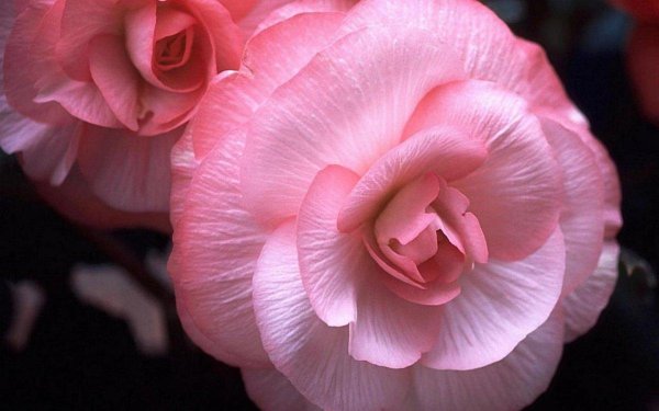 бегония amerihybrid roseform