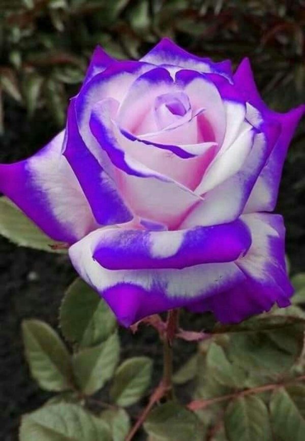 роза индиголетта